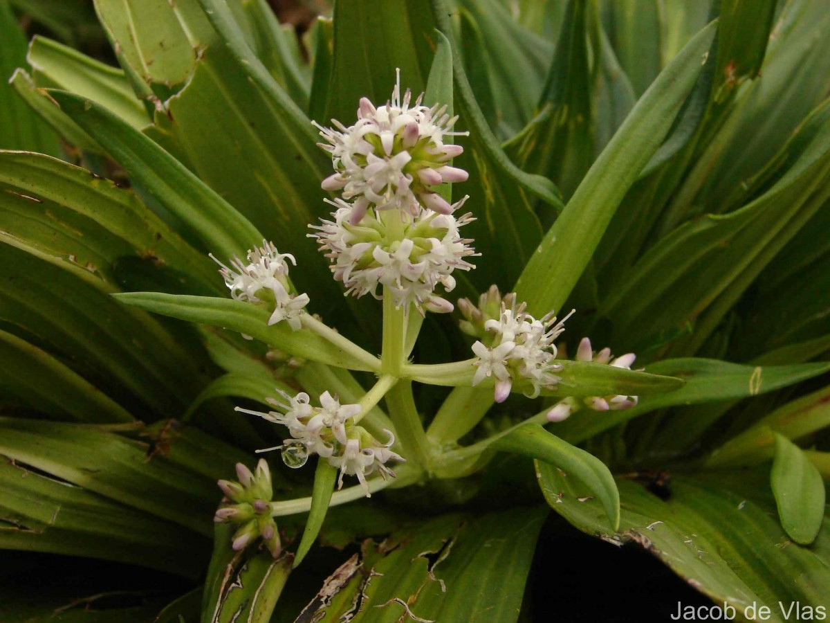 Hedyotis plantaginifolia Arn.